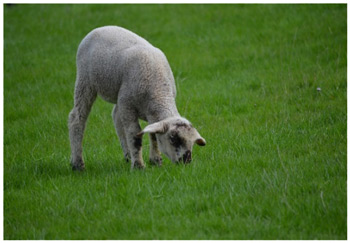 Bild eines jungen Schafes, Bild: Stefanie Uhlig
